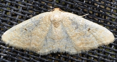 Idaea alicantaria