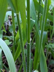 Elymus californicus
