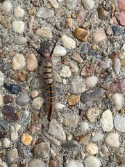 Orgyia detrita