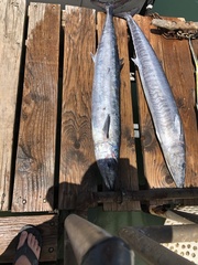 Acanthocybium solandri