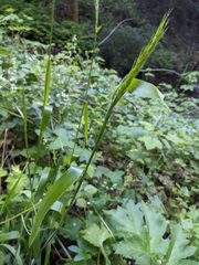 Elymus californicus