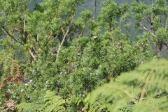 Psoralea platyphylla