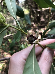 Asimina tetramera