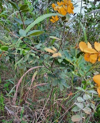 Senna rugosa