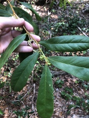 Asimina tetramera