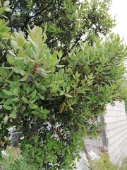 Quercus ilex
