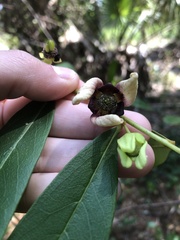 Asimina tetramera