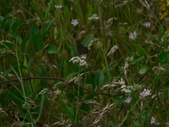 Satyrium esculi