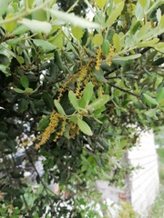 Quercus ilex