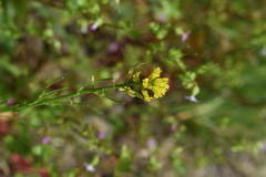 Barbarea vulgaris