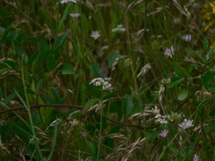 Satyrium esculi