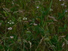 Satyrium esculi