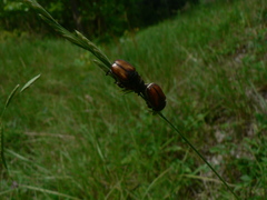 Anisoplia tempestiva