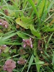 Lamium purpureum