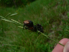 Anisoplia tempestiva