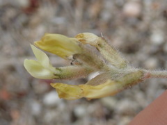 Astragalus lentiginosus nigricalycis