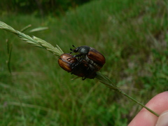Anisoplia tempestiva
