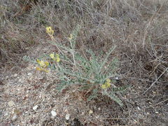 Astragalus lentiginosus nigricalycis