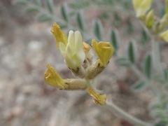 Astragalus lentiginosus nigricalycis