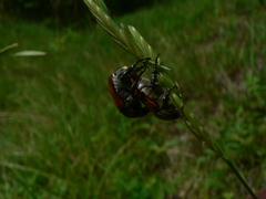 Anisoplia tempestiva