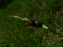 Anisoplia tempestiva