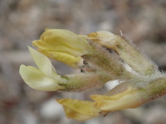 Astragalus lentiginosus nigricalycis