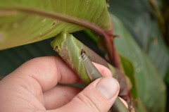 Geshna cannalis