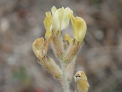 Astragalus lentiginosus nigricalycis