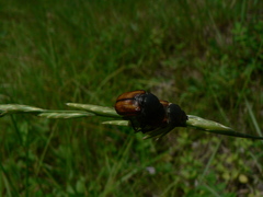 Anisoplia tempestiva