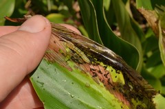 Geshna cannalis