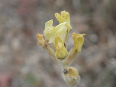 Astragalus lentiginosus nigricalycis
