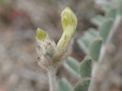 Astragalus lentiginosus nigricalycis