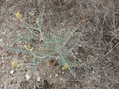 Astragalus lentiginosus nigricalycis