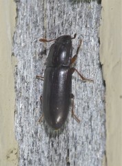 Aulonium parallelopipedum