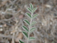 Astragalus lentiginosus nigricalycis