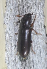 Aulonium parallelopipedum