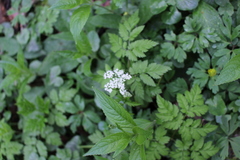Chaerophyllum hirsutum