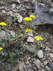 Alyssum calycocarpum