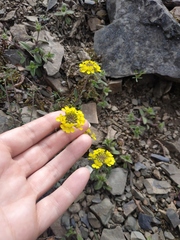 Alyssum calycocarpum