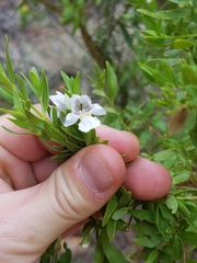 Prostanthera striatiflora