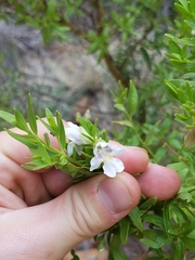 Prostanthera striatiflora