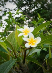 Plumeria obtusa