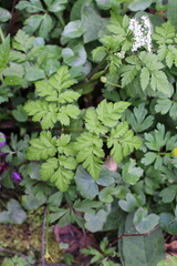 Chaerophyllum hirsutum