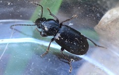 Pterostichus diligens