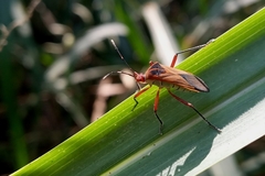 Hypselonotus bitrianguliger