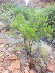 Prostanthera striatiflora