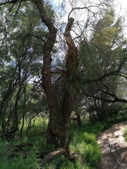 Tamarix gallica