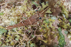 Rhynchocinetes durbanensis