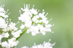Chaerophyllum hirsutum