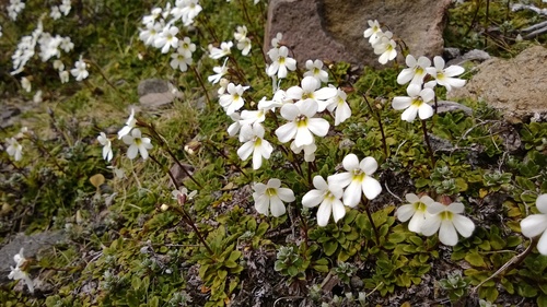 Ourisia vulcanica L.B.Moore
